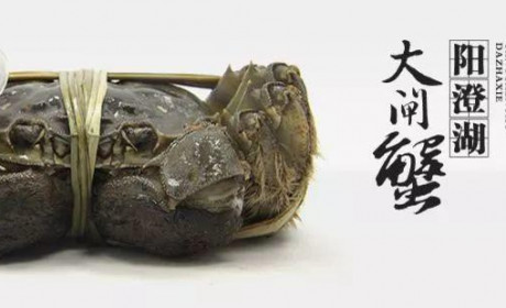 正在“消失”的阳澄湖大闸蟹