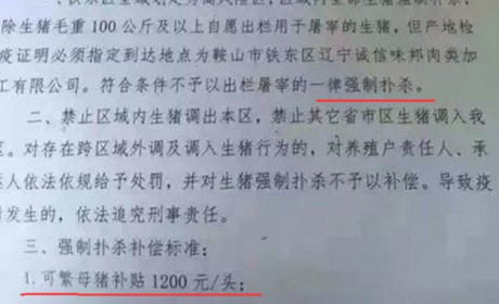 非洲猪瘟到底可怕在什么地方