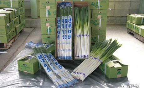 霓虹的《甩葱歌》中甩的到底是哪根葱？