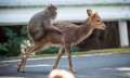 跨物种性交案例：猴子上鹿是怎么回事？