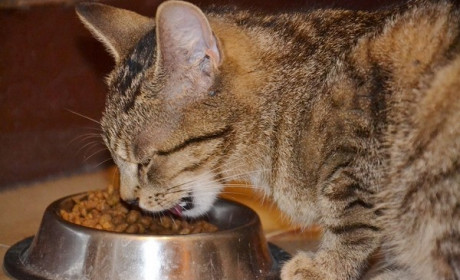 猫能不能吃狗粮？