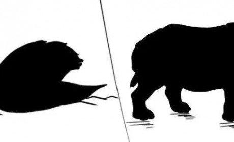 金融猛兽哪家强，“黑天鹅”与“灰犀牛”哪一个更可怕？