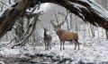 梦里的我们是鹿，在冬日的森林里漫步、相恋 —— 匈牙利电影《肉与灵》