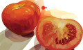 “国民食品”番茄的前世今生