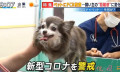 肺炎疫情下的宠物弃养潮 日本饲主超害怕猫狗也会感染都说不养了